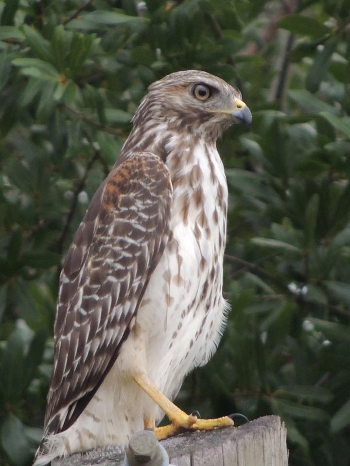 42627528_2195349470746818_5136481505320632320_n