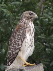 42627528_2195349470746818_5136481505320632320_n