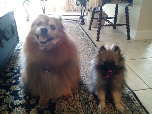 IMG_20180501_165642898_TOP